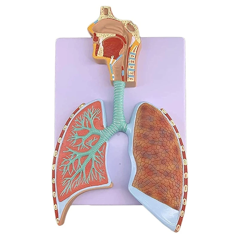 Многоцелевая модель анатомического строения дыхательной системы человека, увеличенная модель альвеолярного отростка человека для больницы, школьного челнока