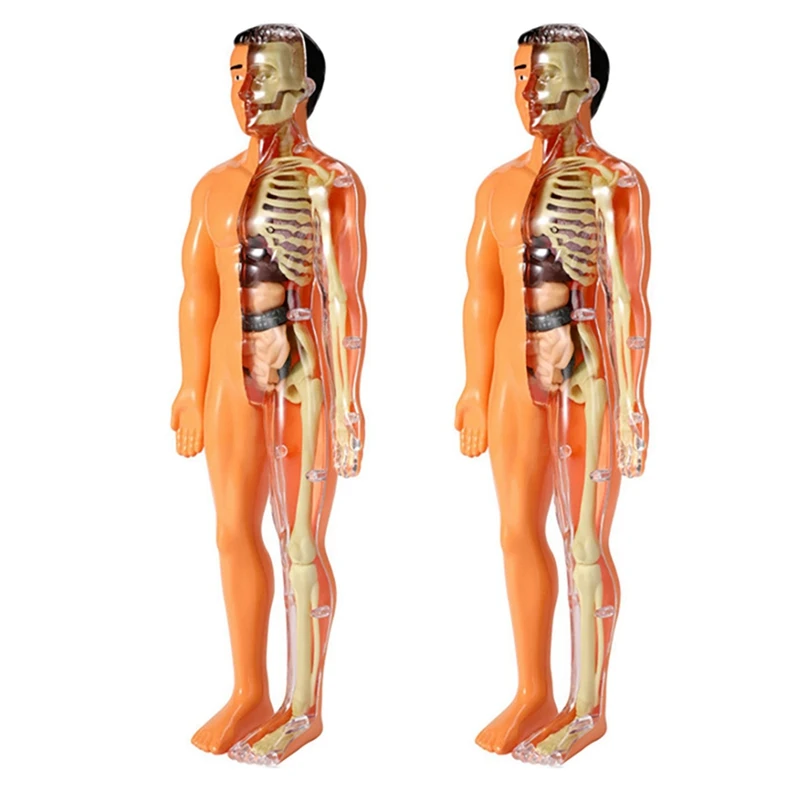 2X 3D Модель анатомии человеческого тела Детская Пластиковая игрушка-скелет 