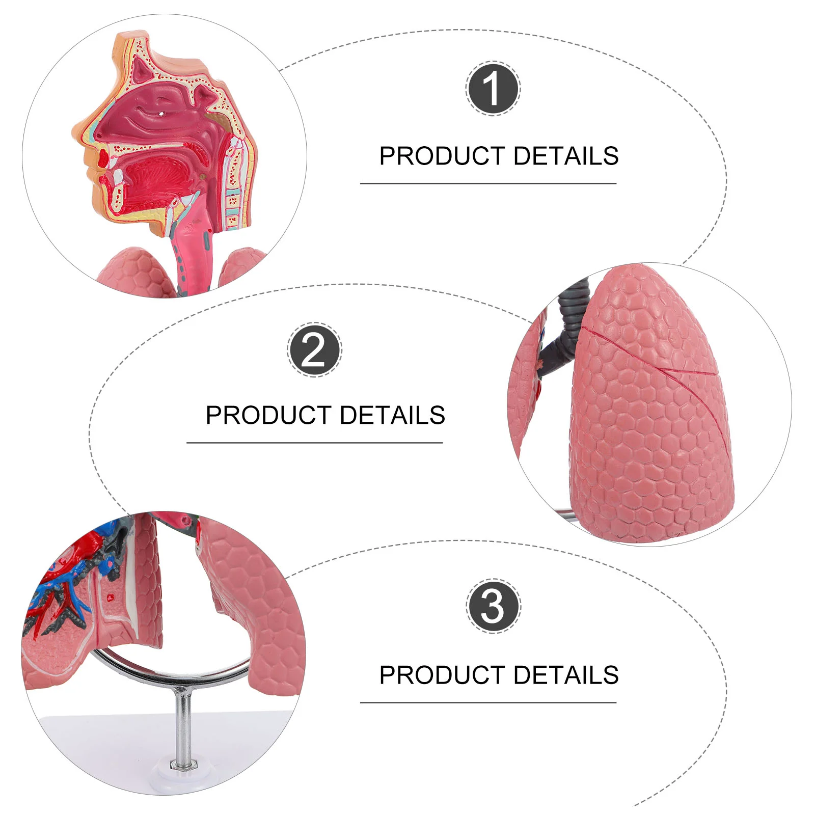 Система обучения модели анатомии легких, модель человеческого дисплея, Школьные легкие, Анатомическое Сердце, обучающая игрушка для носа